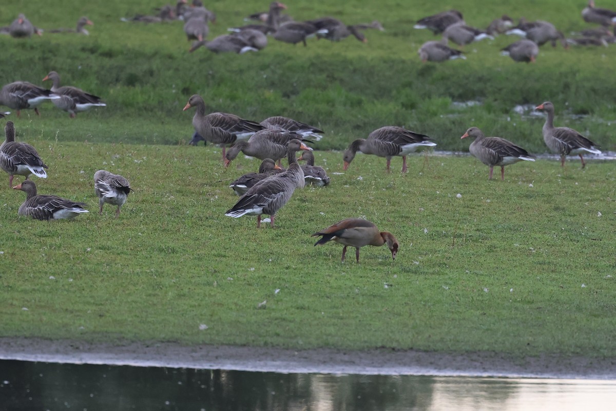 Oie cendrée - ML646731559