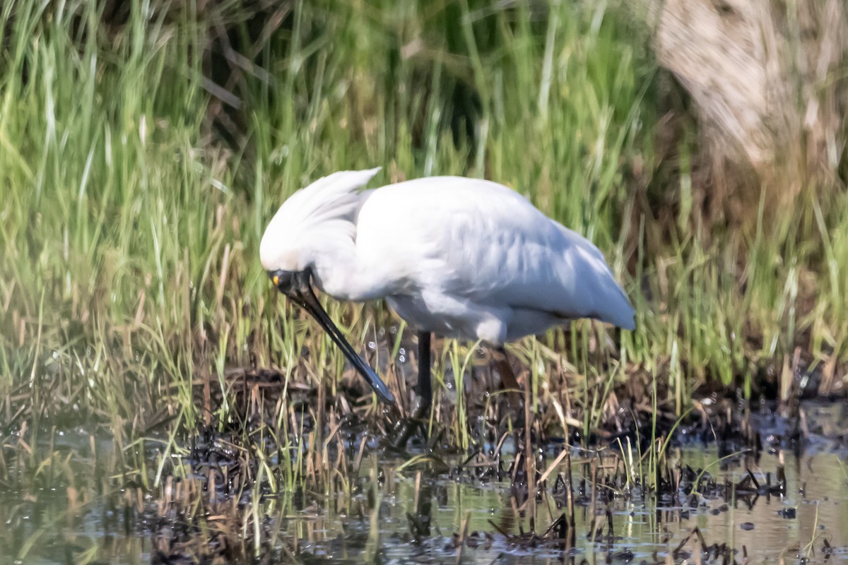 Косар королівський - ML646731560