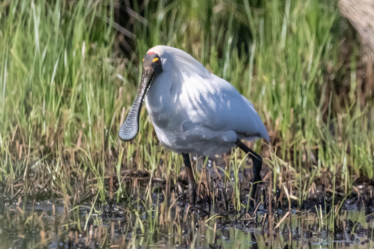 Косар королівський - ML646731561