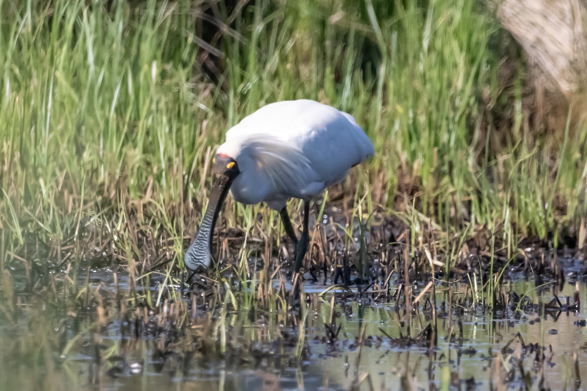 Косар королівський - ML646731562