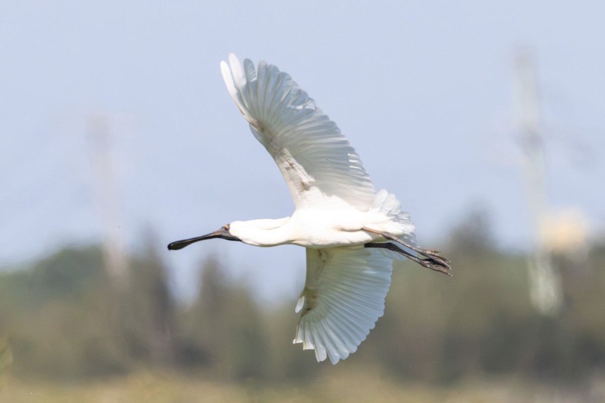 Косар королівський - ML646731570