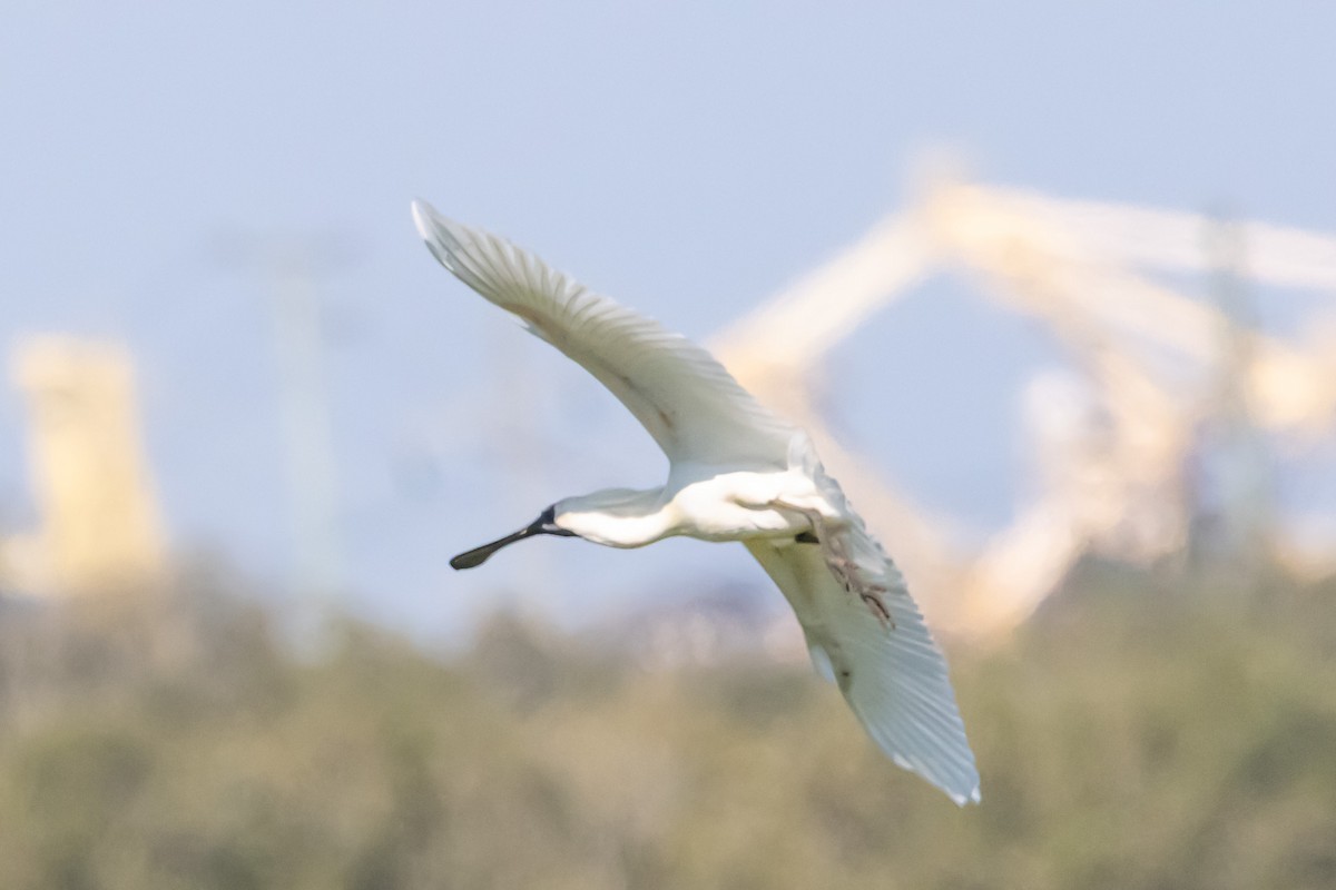 Косар королівський - ML646731571