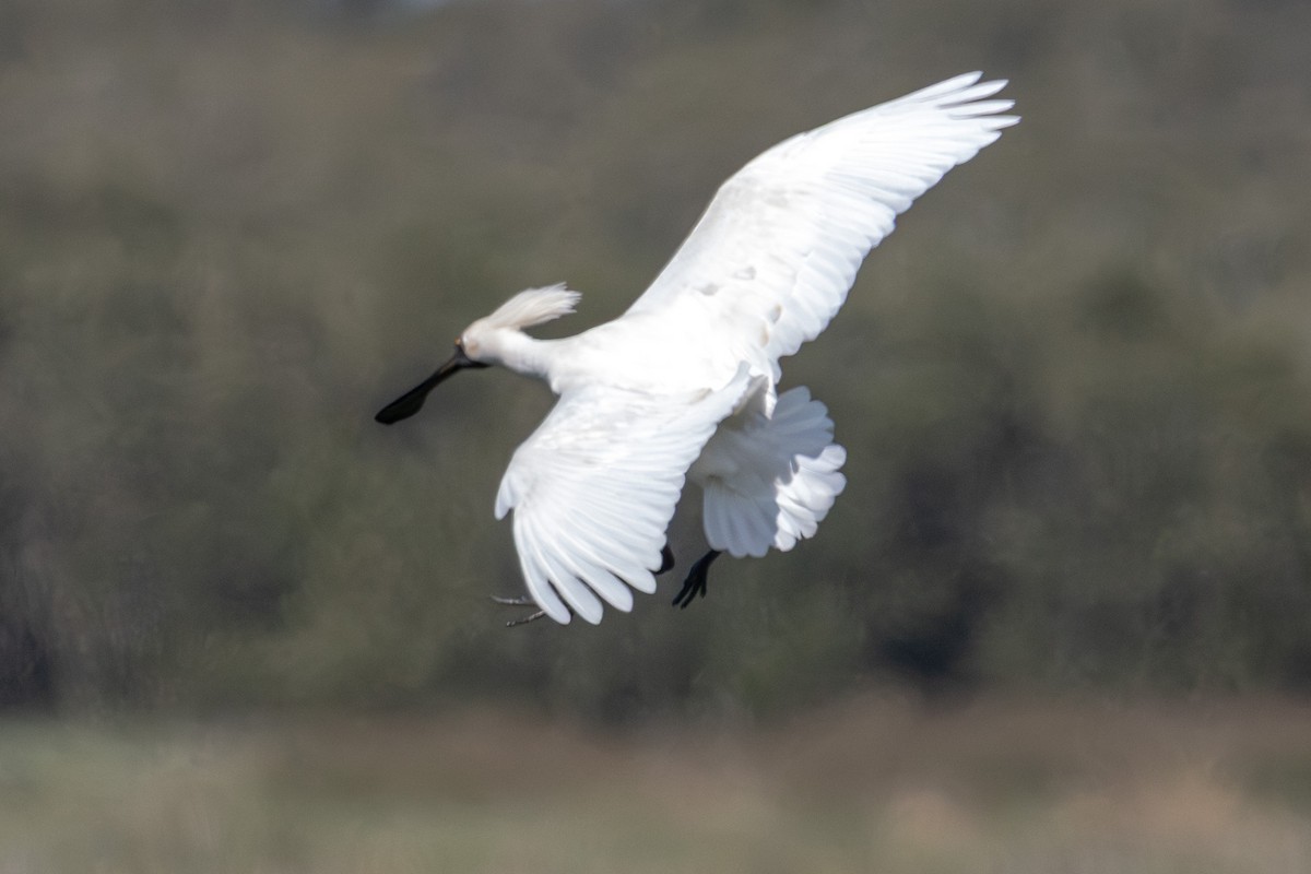 Косар королівський - ML646731572