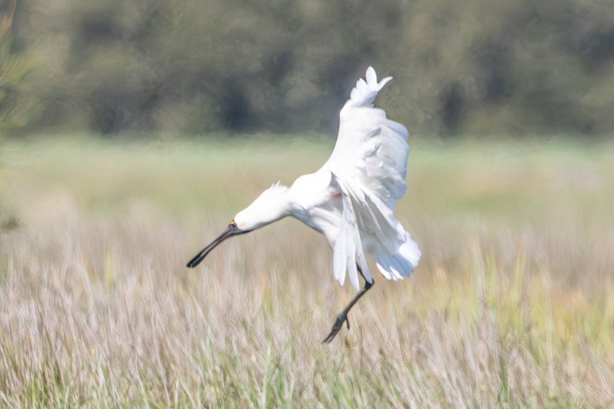 Косар королівський - ML646731573