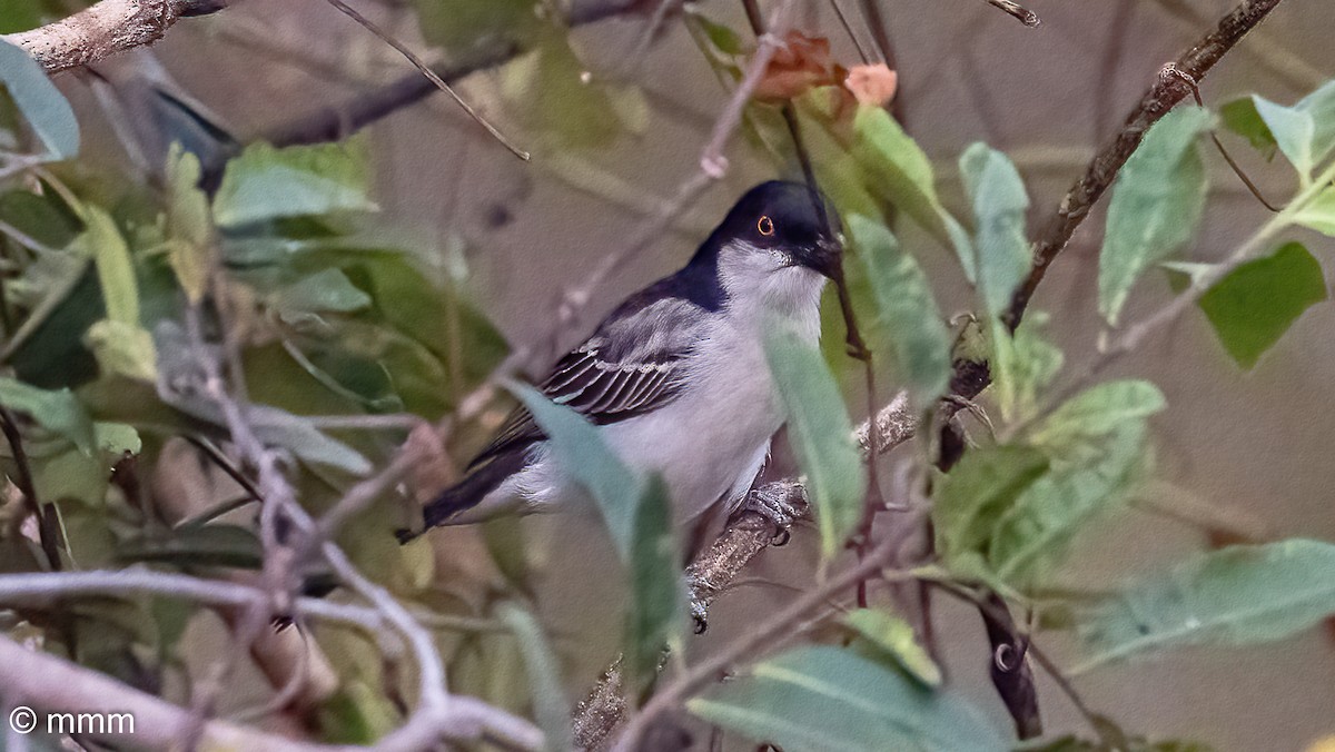 Northern Puffback - ML646731575