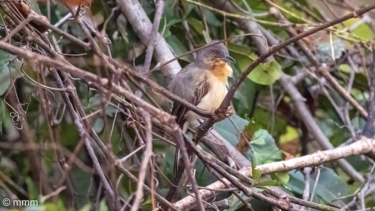 Northern Puffback - ML646731576