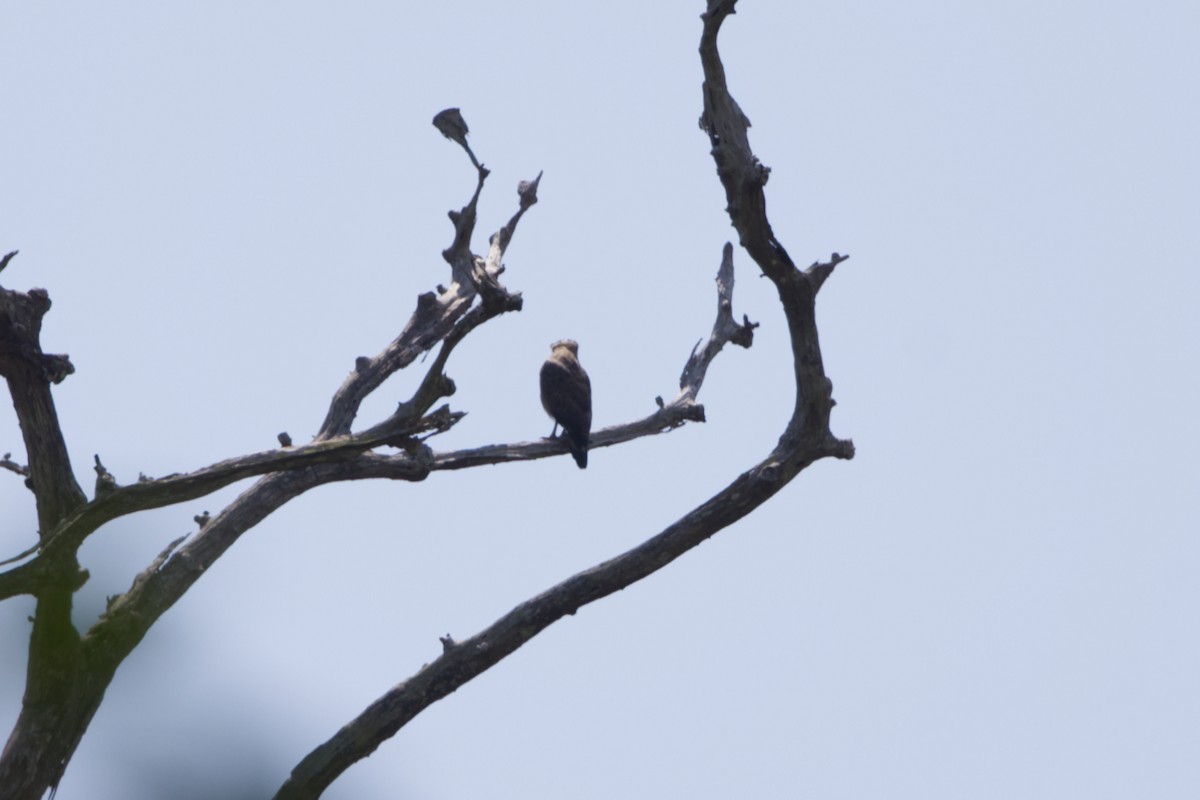 Хохлатый змееяд - ML646731577