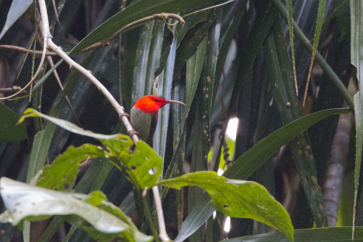 Crimson Sunbird - ML646731582