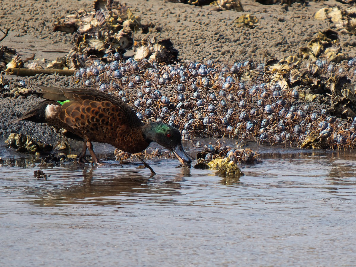 Чирянка австралійська - ML646731586
