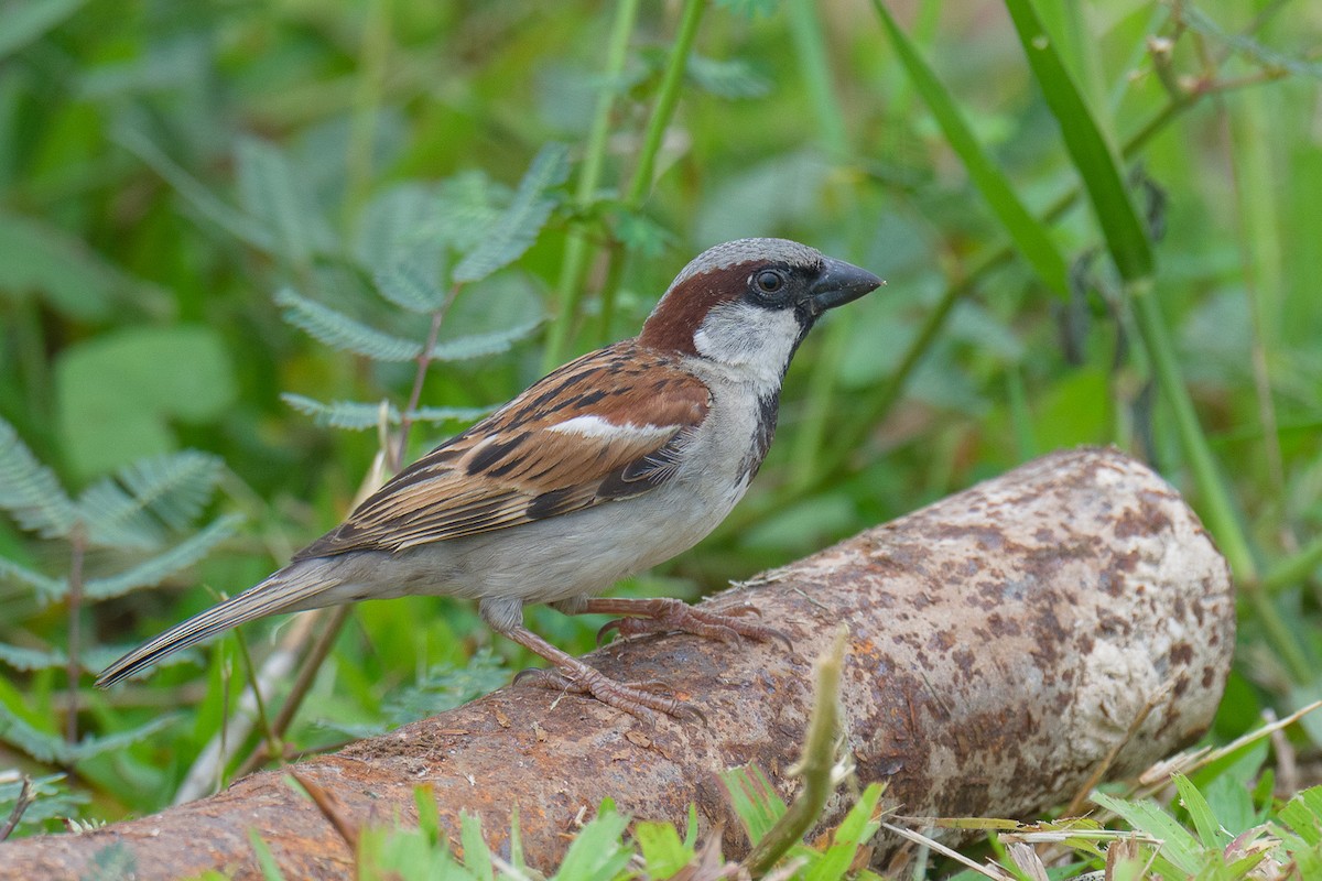Горобець хатній - ML646731587