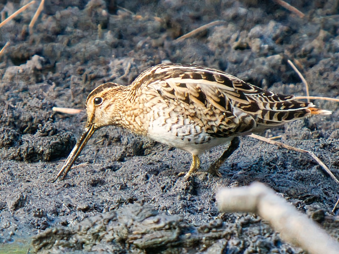 Баранець японський - ML646731588