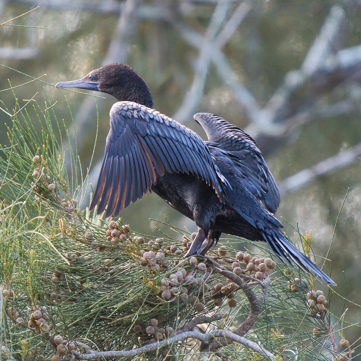 Баклан індонезійський - ML646731589