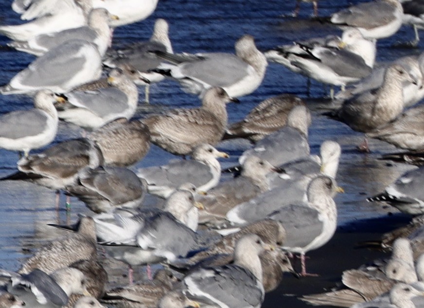 Мартин sp. - ML646731591