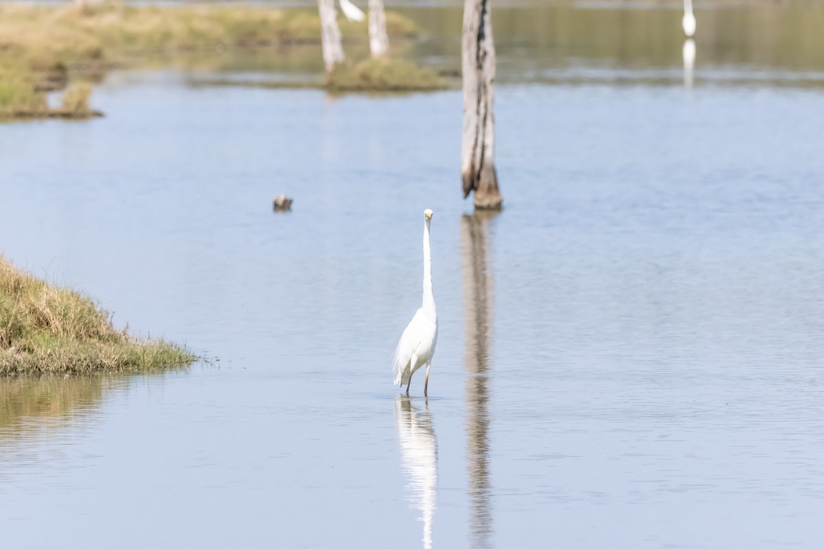 Чапля велика - ML646731592
