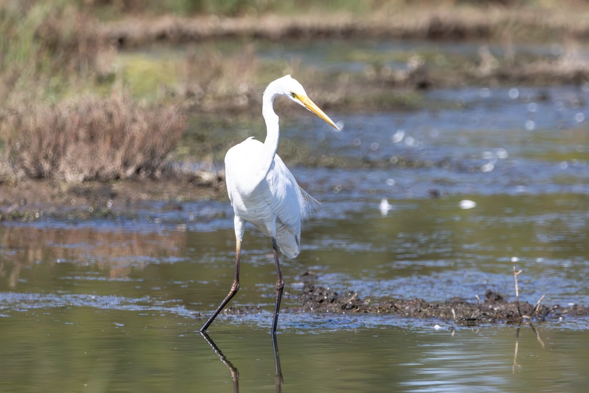 Чапля велика - ML646731593