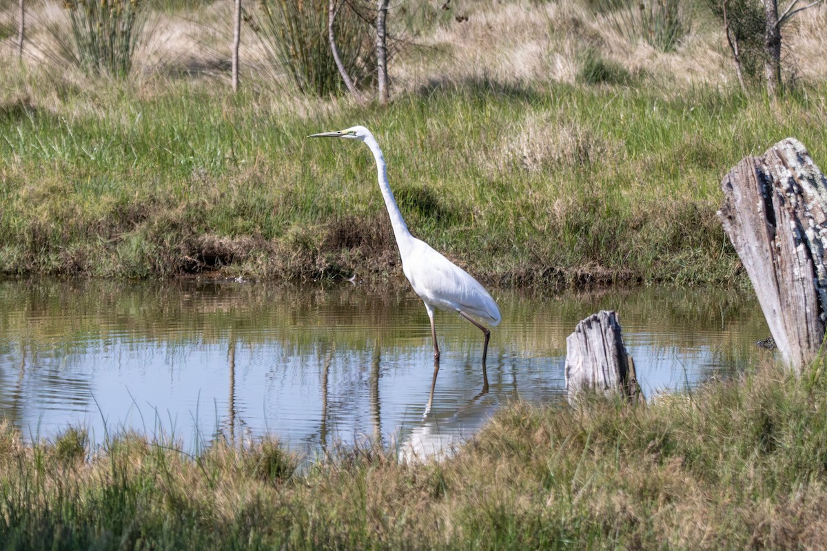 Чапля велика - ML646731594