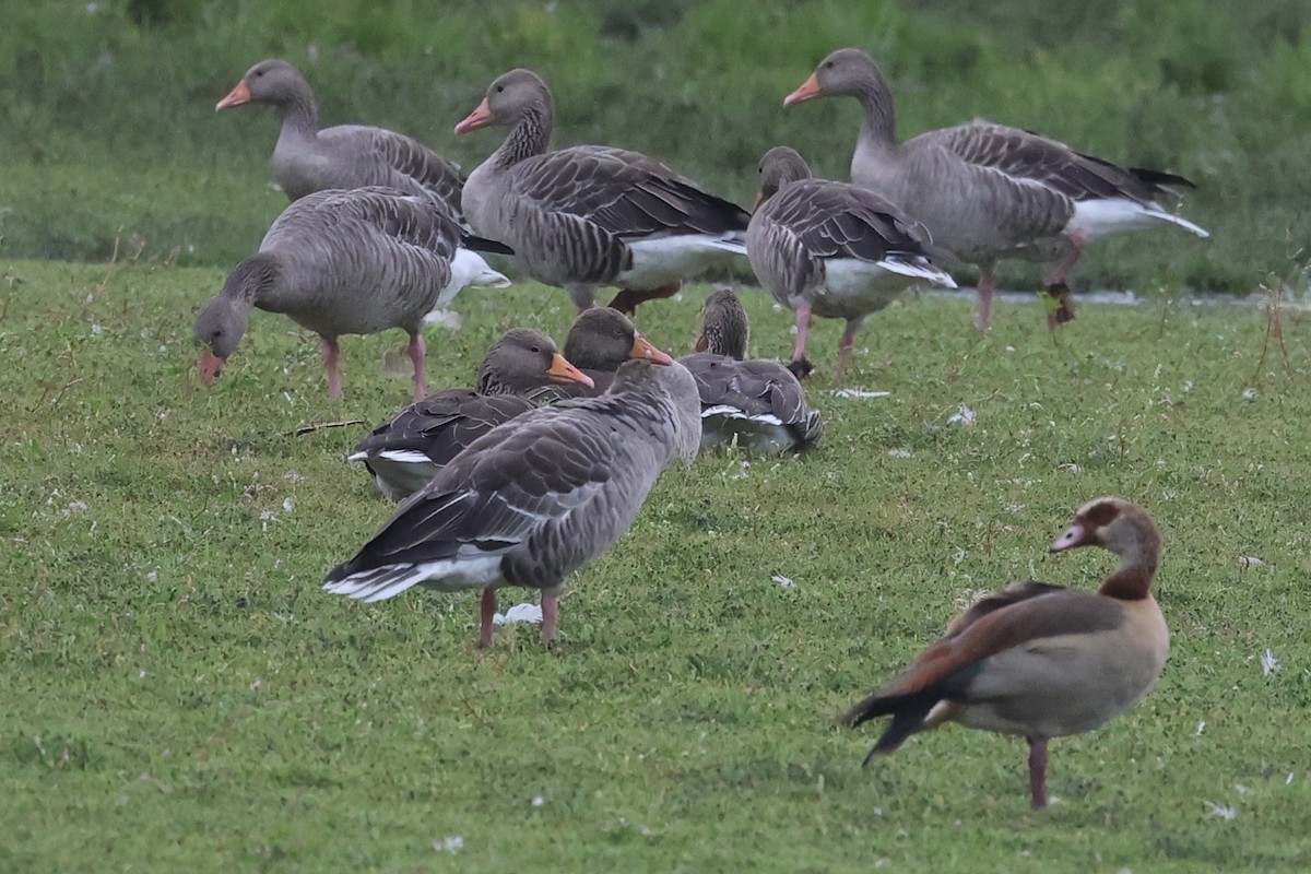 Oie cendrée - ML646731595