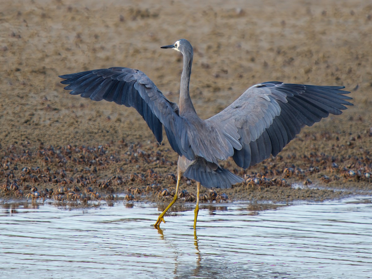 Чепура австралійська - ML646731596