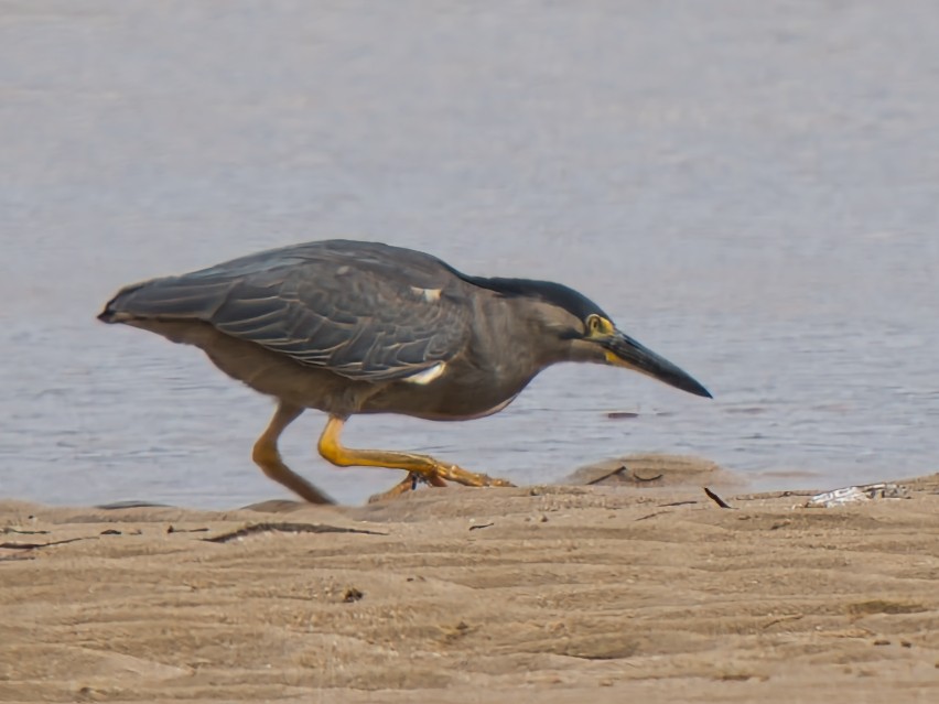 Чапля мангрова мала - ML646731606