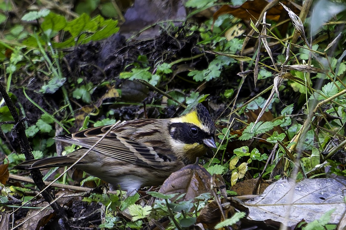 黃喉鵐 - ML646731607