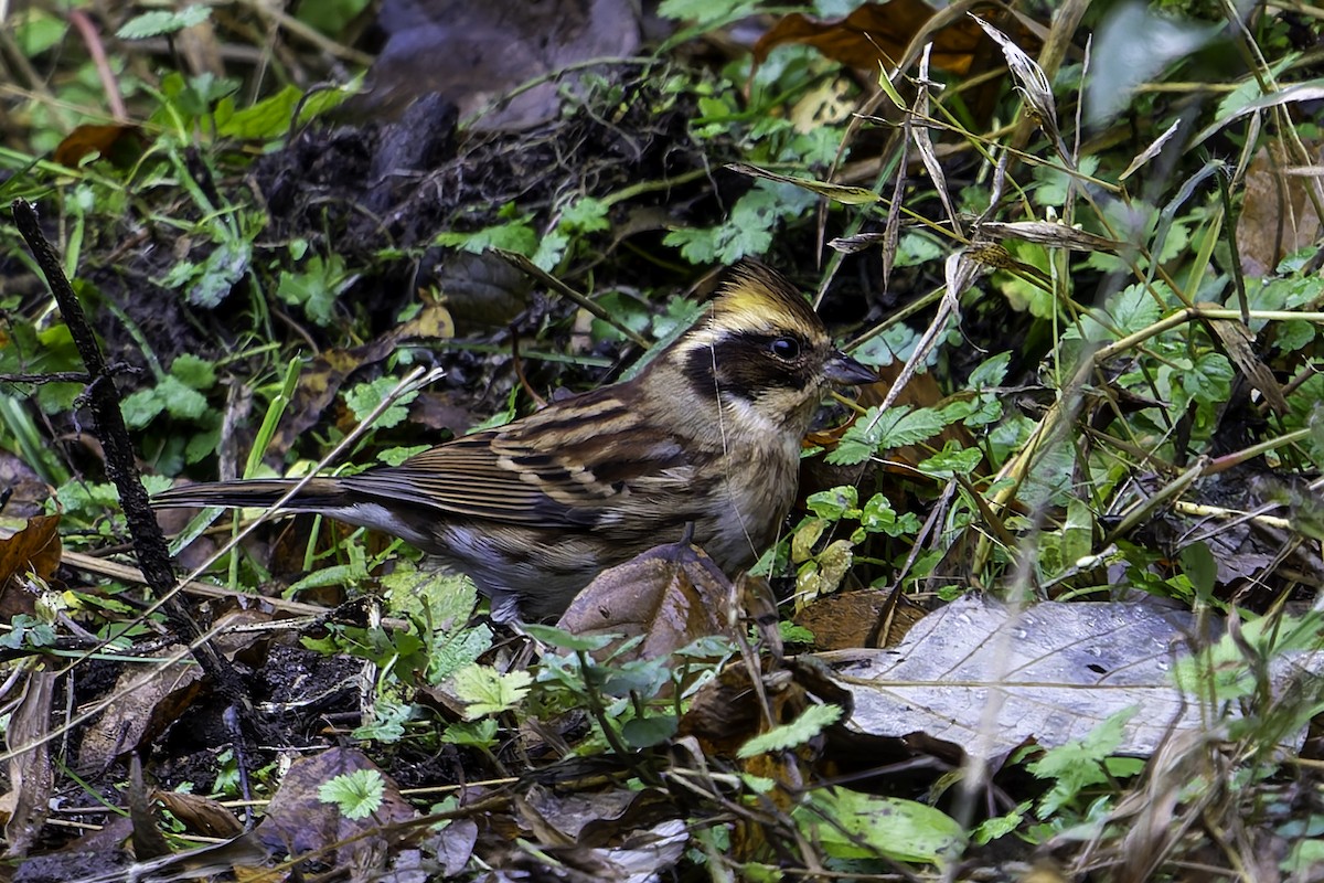 黃喉鵐 - ML646731608