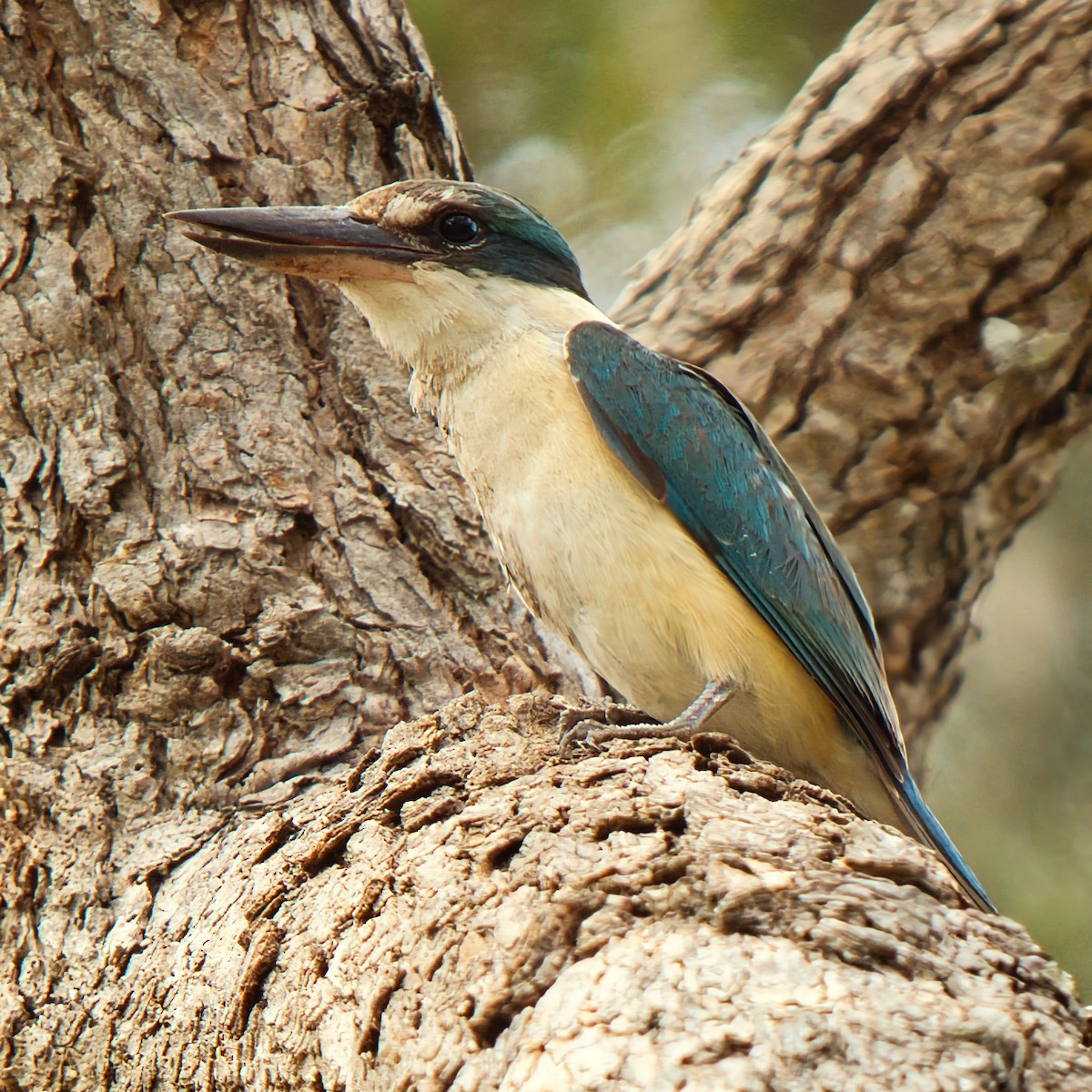 maskaraisfugl - ML646731609