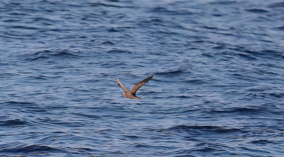 Kahverengi Nodi - ML646731610