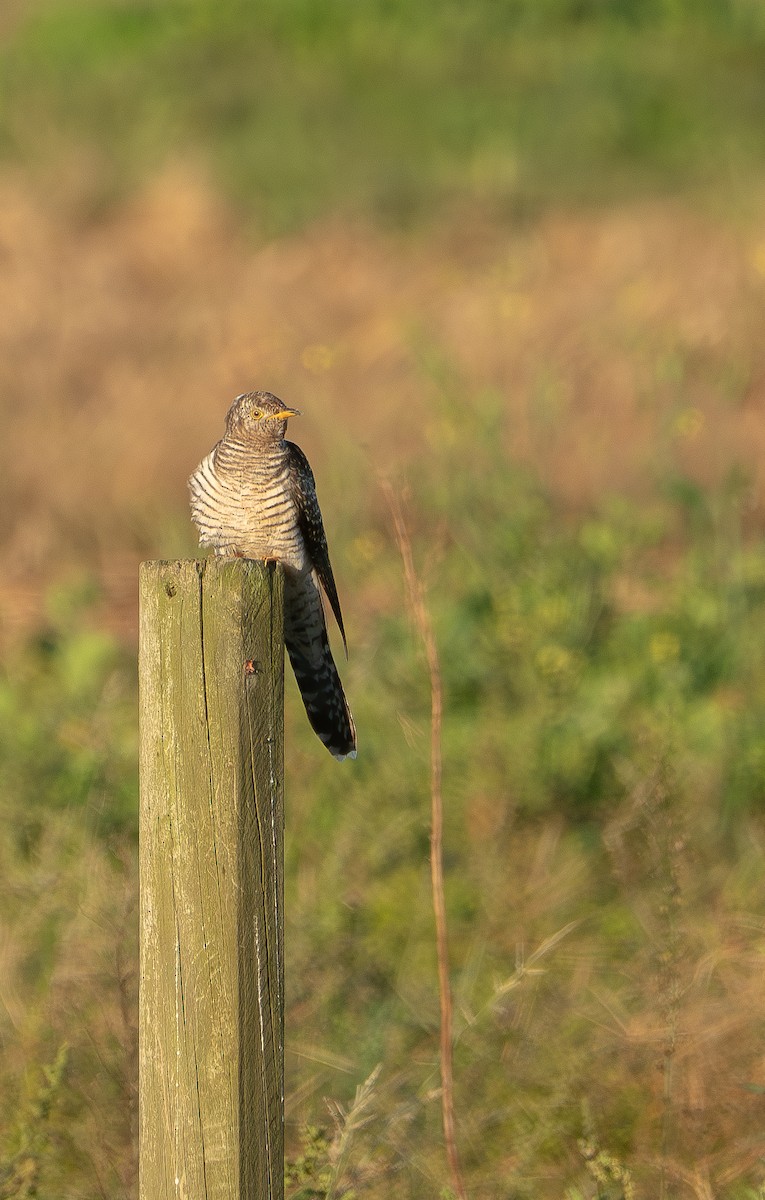 Зозуля звичайна - ML646731611