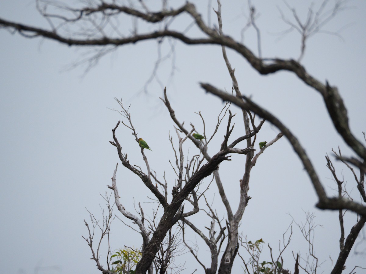 ジャコウインコ - ML646731612