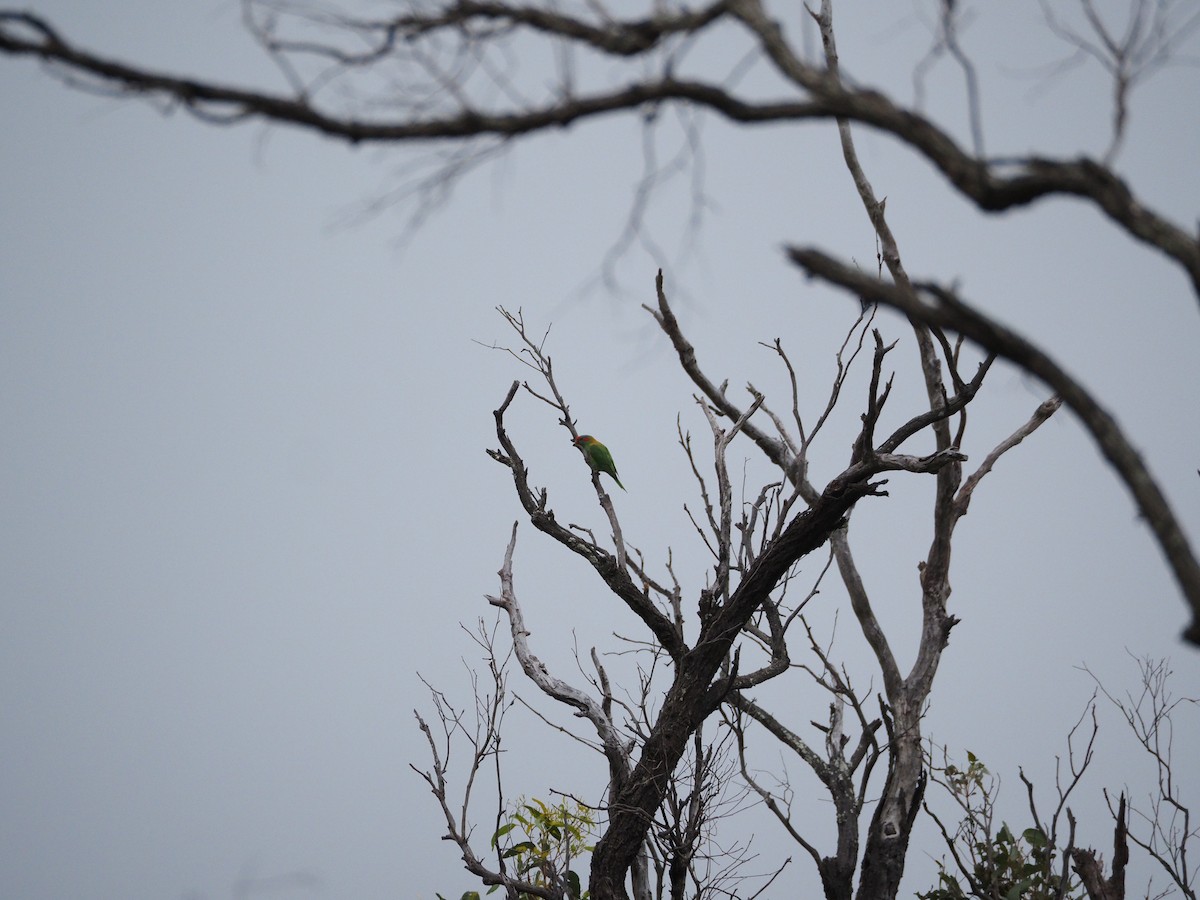 ジャコウインコ - ML646731613