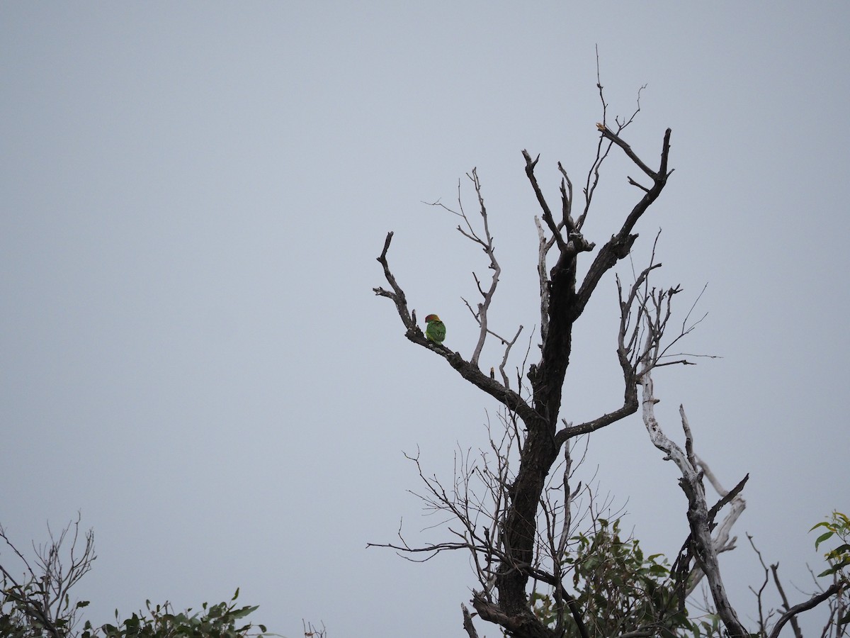 ジャコウインコ - ML646731614