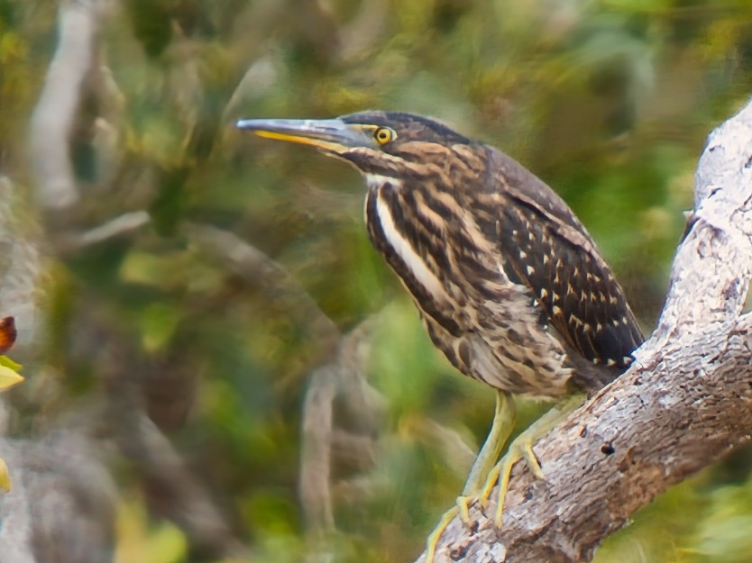 Чапля мангрова мала - ML646731615