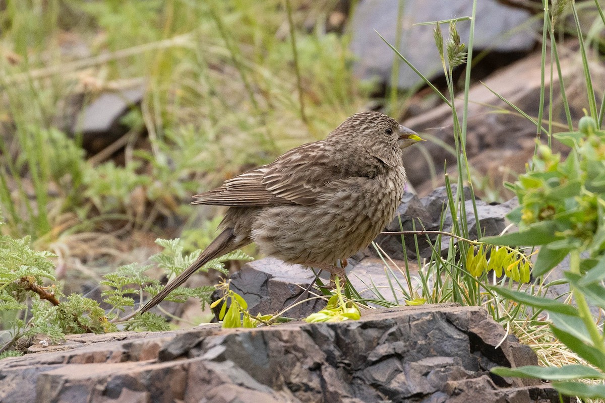 Чечевиця чагарникова - ML646731616