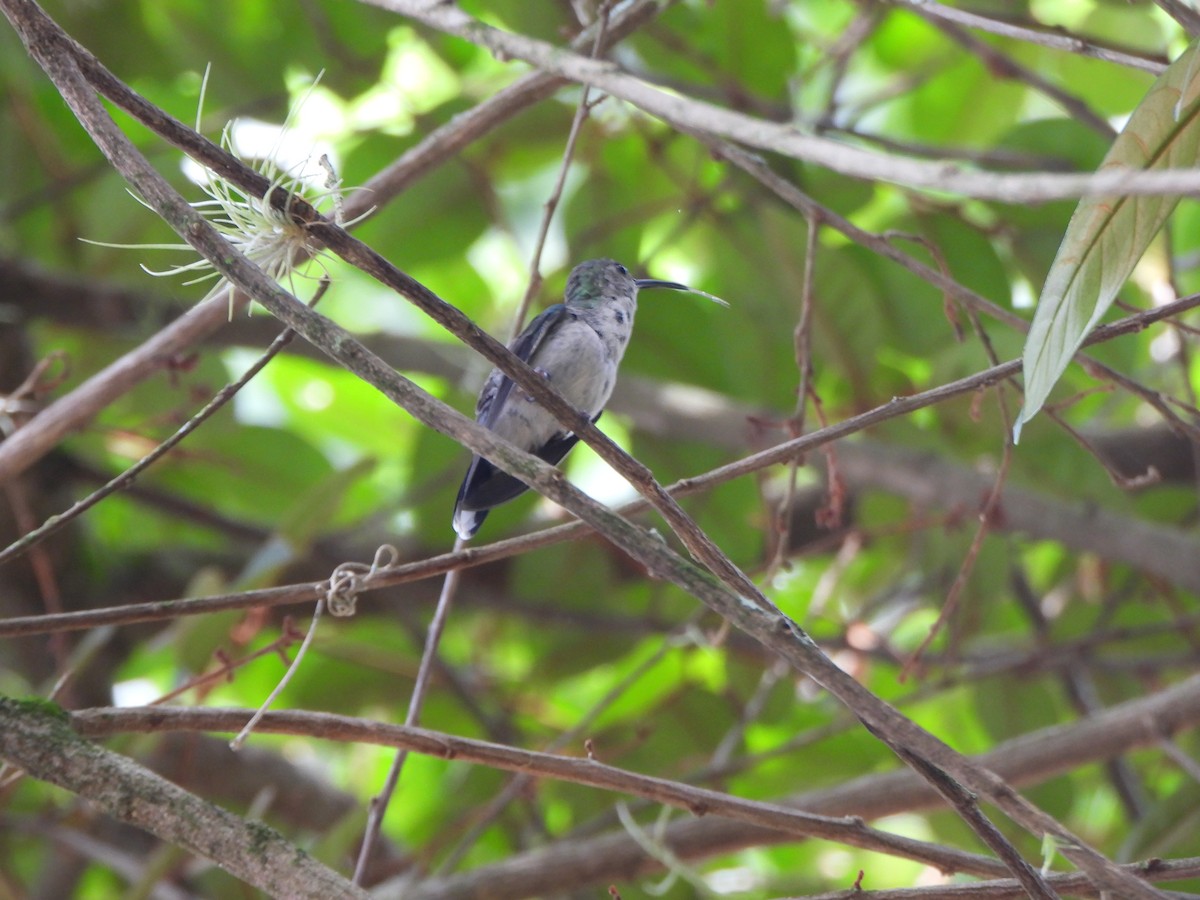 Колібрі білочеревий - ML646731617