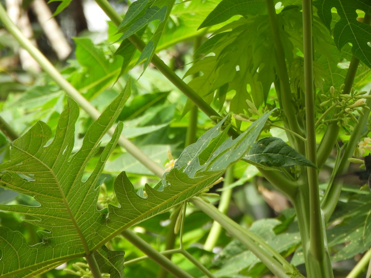 Колібрі білочеревий - ML646731618