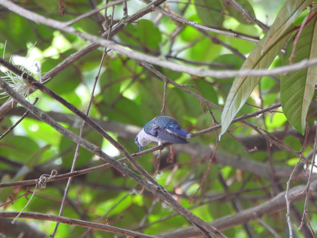 Колібрі білочеревий - ML646731619