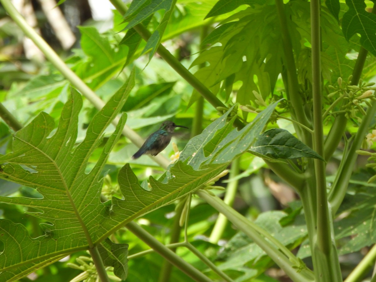 Колібрі білочеревий - ML646731620