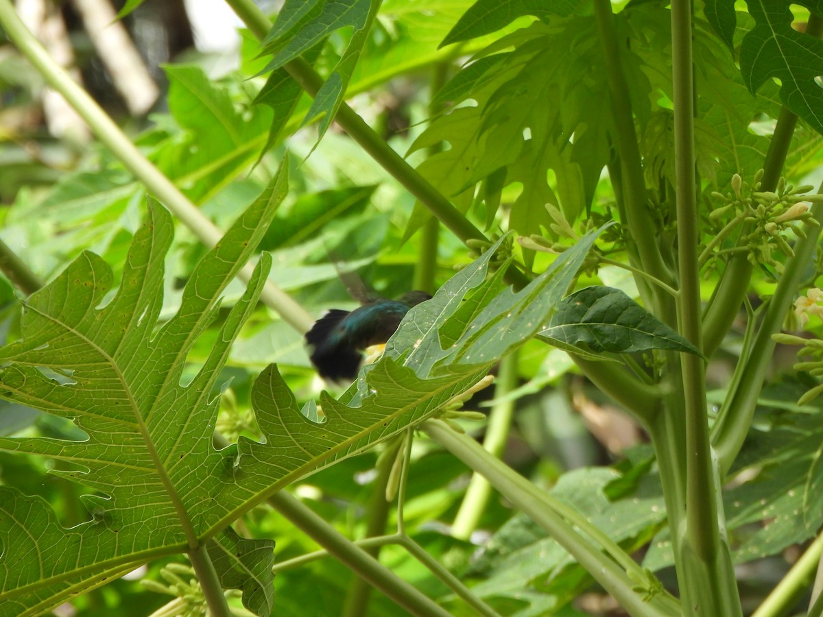 Колібрі білочеревий - ML646731621