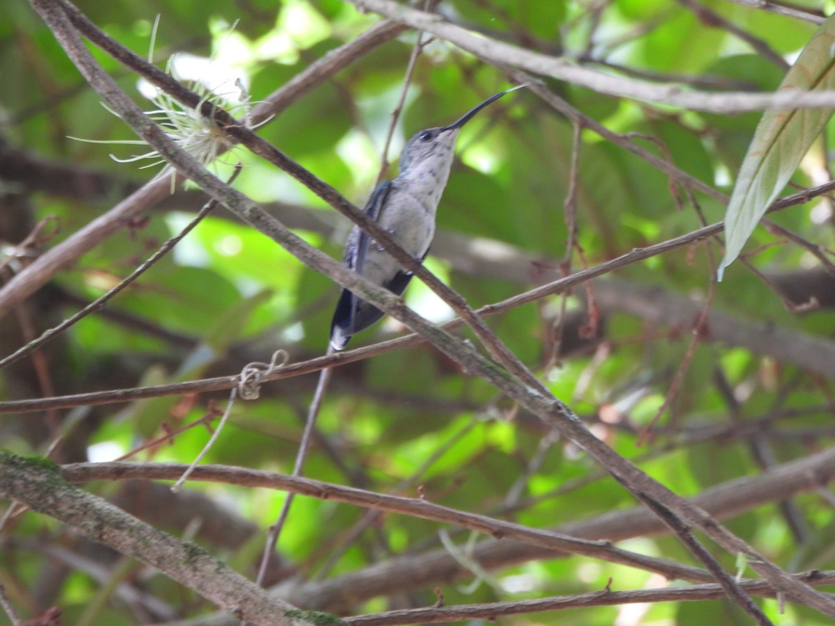 Колібрі білочеревий - ML646731622