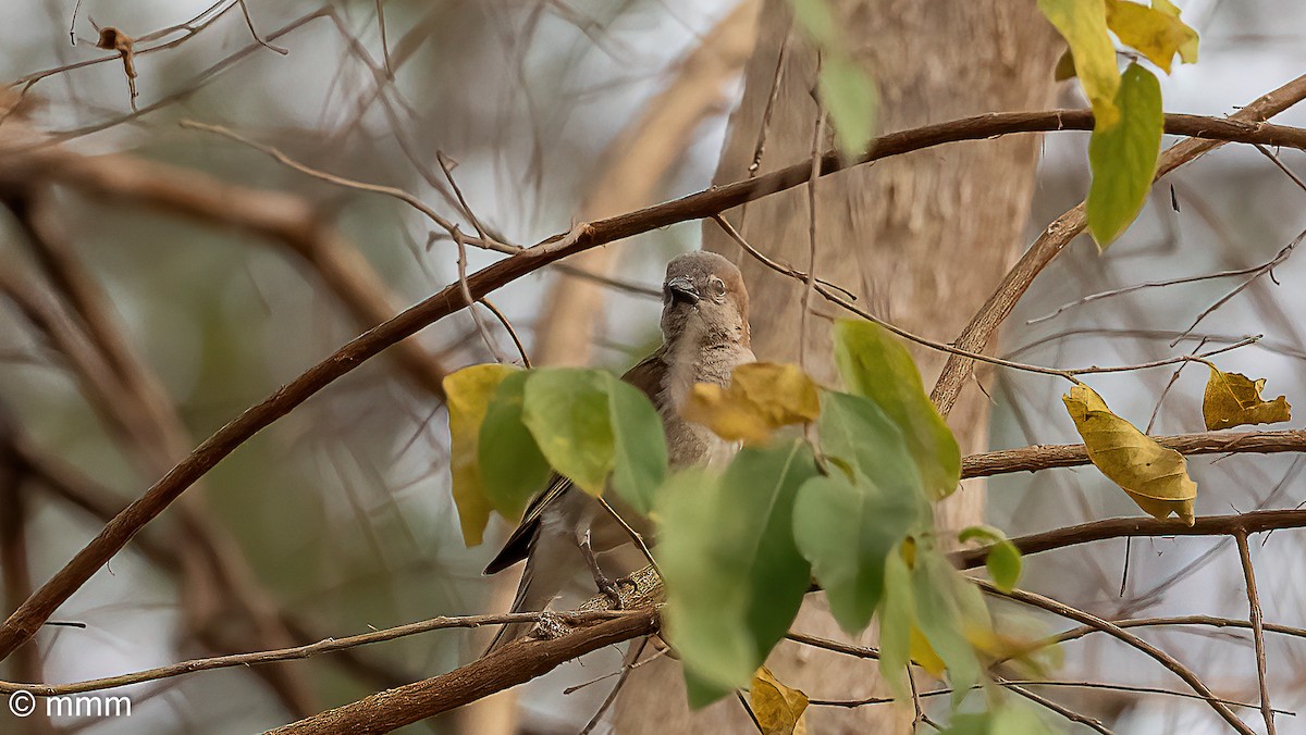 Zuhaixka-txolarre bekaingorria - ML646731623