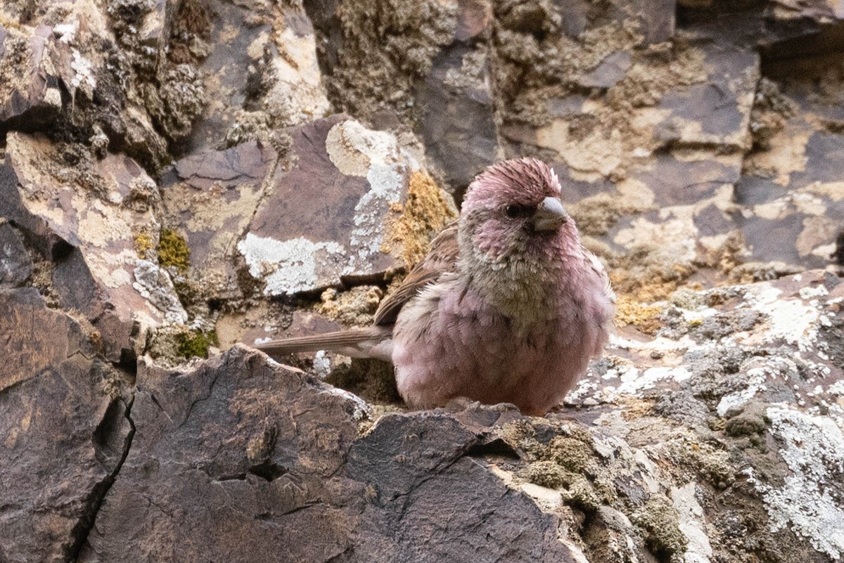 Чечевиця чагарникова - ML646731624