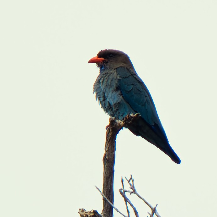 Широкорот східний - ML646731625