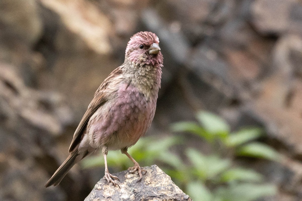 Чечевиця чагарникова - ML646731626