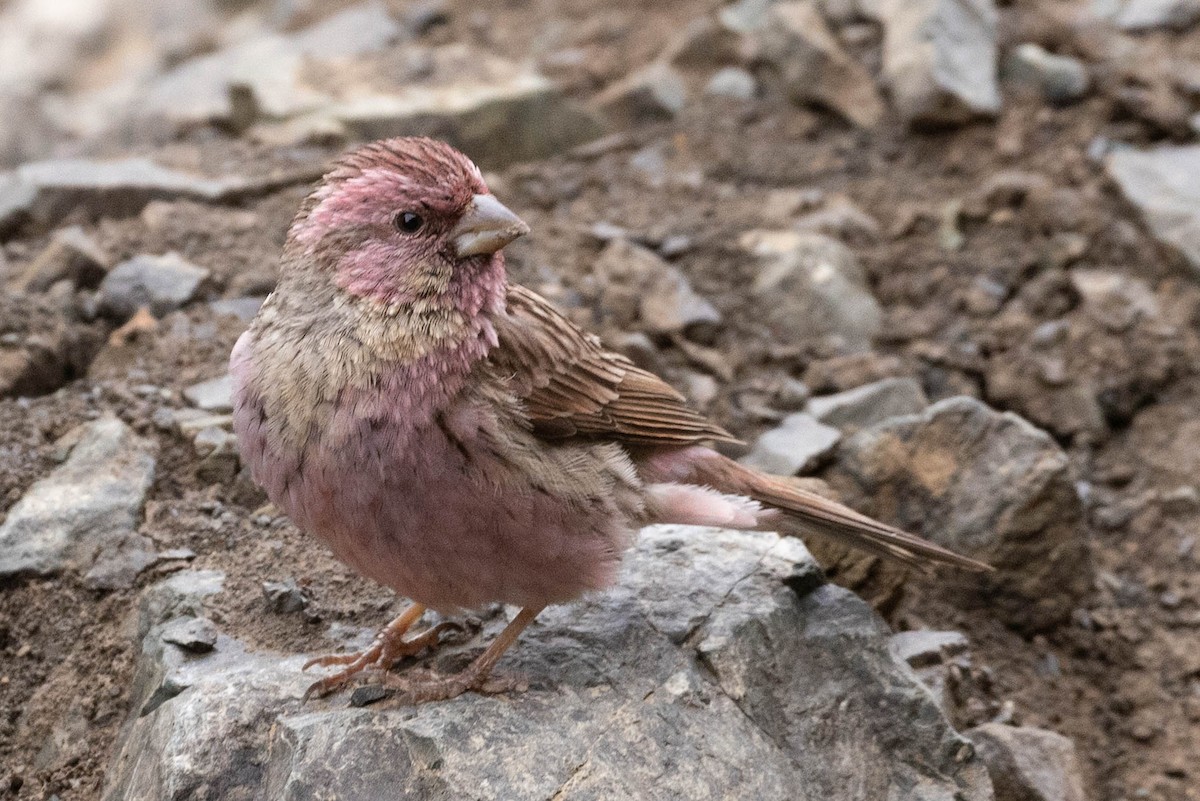 Чечевиця чагарникова - ML646731627
