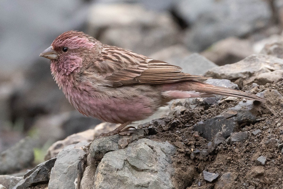 Чечевиця чагарникова - ML646731628