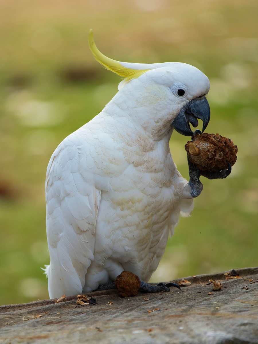 Cacatúa Galerita - ML646731629