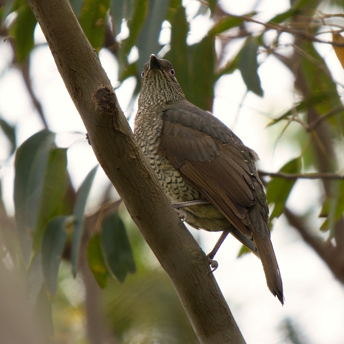 Pergolero Satinado - ML646731630