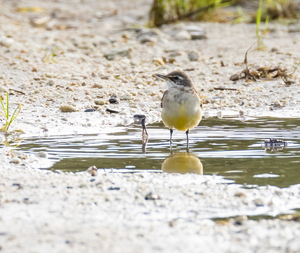 konipas východní - ML646731631