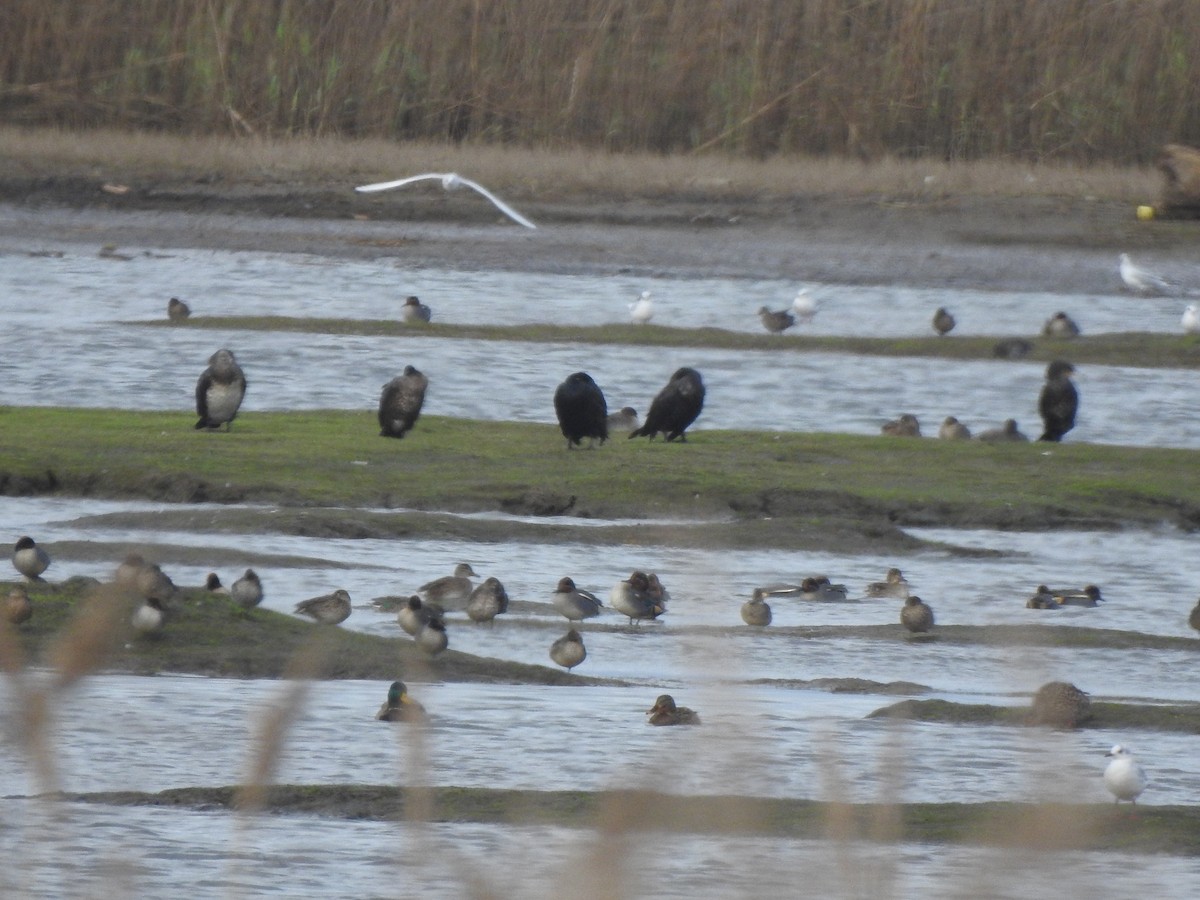 Green-winged Teal - ML646731636