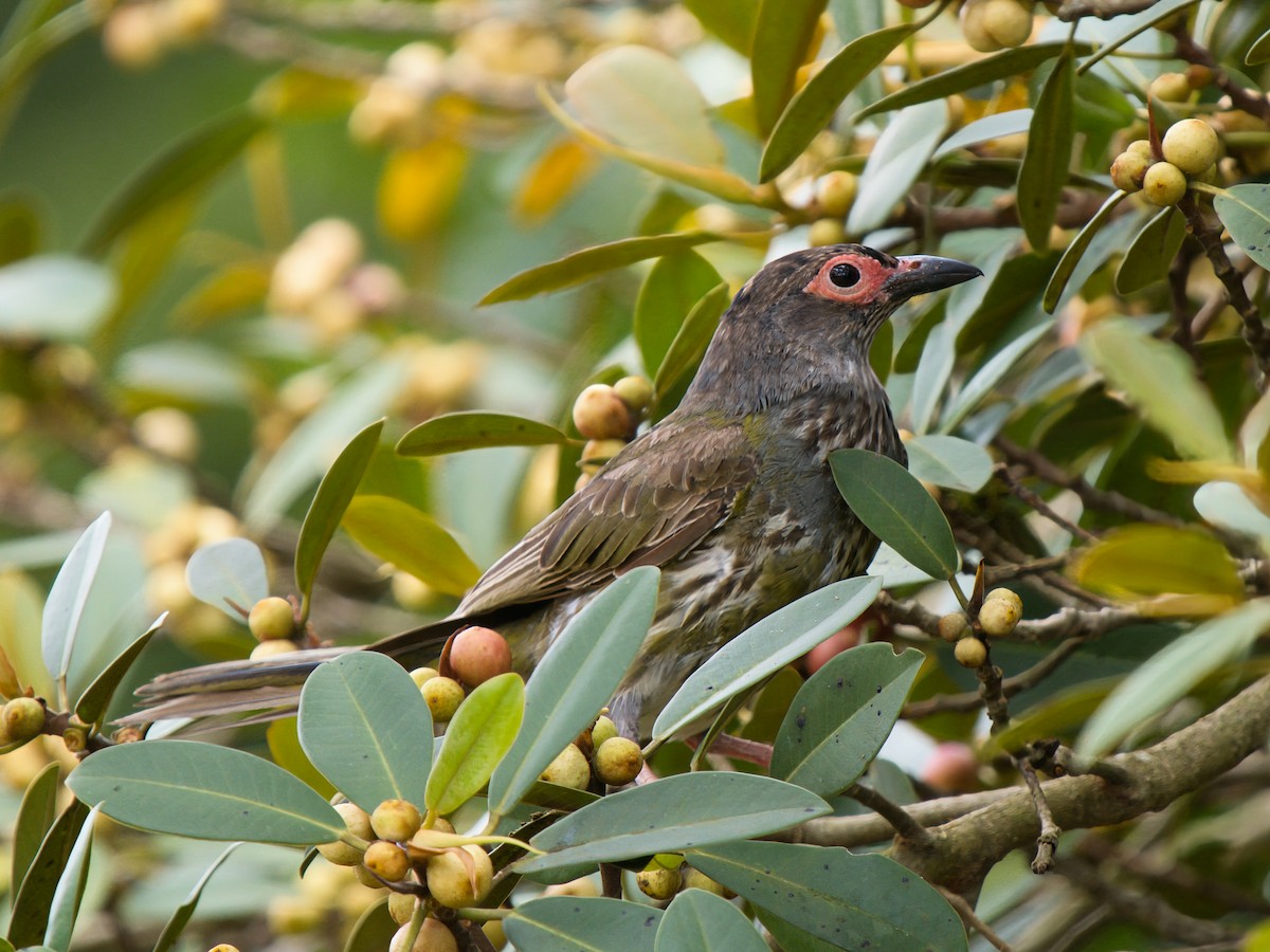 Papafigos de Vieillot - ML646731637